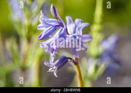 Un legno di Bluebell è un bosco che in primavera ha un tappeto di fiori Bluebells sotto un baldacchino di foglia di nuova formazione. Foto Stock