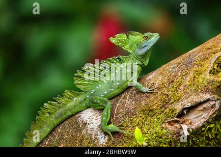 Basilisk (Basiliscus plumifrons) maschile seduto su un tronco, Costa Rica Foto Stock