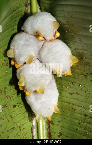 Colonia romassante di pipistrelli bianchi dell'Honduran (Ecclophylla alba), Costa Rica Foto Stock