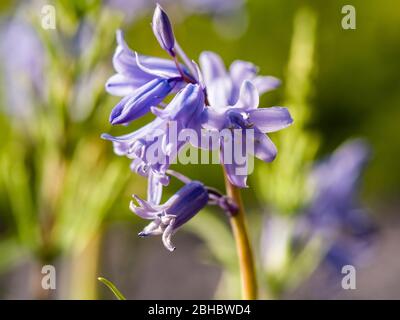 Un legno di Bluebell è un bosco che in primavera ha un tappeto di fiori Bluebells sotto un baldacchino di foglia di nuova formazione. Foto Stock