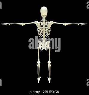 Rappresentazione 3D - Vista posteriore del scheletro umano, cranio, osso isolato su nero Foto Stock