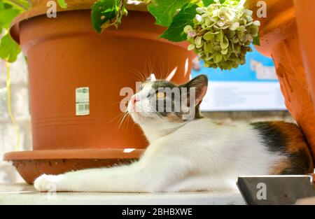 Bella, marrone eyed gatta calico siede accanto a una pianta in vaso di un gatto shelter in Dubrovnik, Croazia Foto Stock