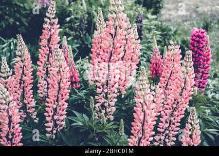 Fiori di lupino in fiore. Colori audaci Moody. Sfondo estivo naturale sfocato. Bella scena naturale. Foto Stock