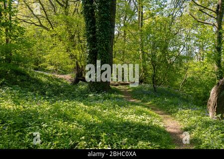 Un legno di Bluebell è un bosco che in primavera ha un tappeto di fiori Bluebells sotto un baldacchino di foglia di nuova formazione. Foto Stock