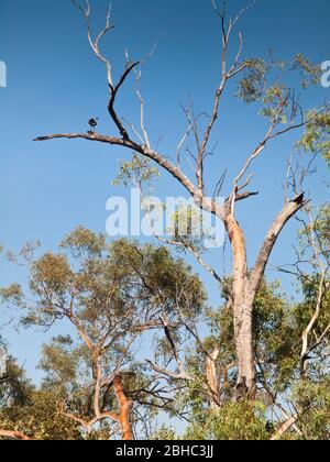 Ibis (Threshiornis spinicollis) a collo di paglia arroccato su una gomma rossa (Eucalyptus sp.), Hann River, Kimberley, Australia Occidentale Foto Stock