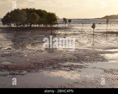 Mangrovie bianche (marina di Avicennia) sulle maree di Roebuck Bay, Broome, Australia Occidentale. Foto Stock