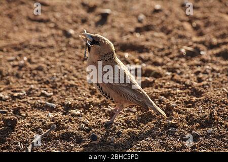 Tessitore socievole o tessitore sociale (Philetairus socius), campo fossile Mesosaurus, vicino Keetmanshoop, Namibia, Africa Foto Stock