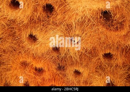 Ingressi al Weaver socievole o al Social Weaver Nest (Philetairus socius), al campo dei fossili di Mesosaurus, vicino a Keetmanshoop, Namibia, Africa Foto Stock