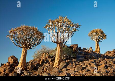 Kocurboom o alberi di cavolo (dicotoma di aloe), campo fossile di Mesosaurus, vicino a Keetmanshoop, Namibia, Africa Foto Stock