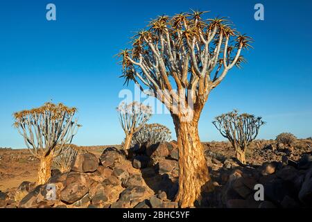 Kocurboom o alberi di cavolo (dicotoma di aloe), campo fossile di Mesosaurus, vicino a Keetmanshoop, Namibia, Africa Foto Stock