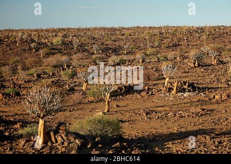 Kocurboom o alberi di cavolo (dicotoma di aloe), campo fossile di Mesosaurus, vicino a Keetmanshoop, Namibia, Africa Foto Stock