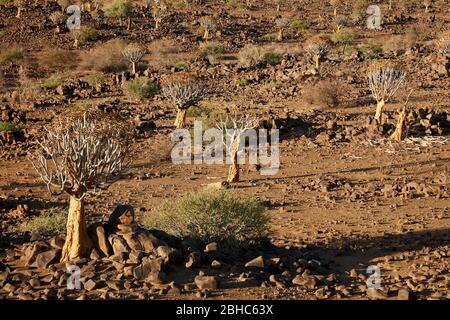 Kocurboom o alberi di cavolo (dicotoma di aloe), campo fossile di Mesosaurus, vicino a Keetmanshoop, Namibia, Africa Foto Stock