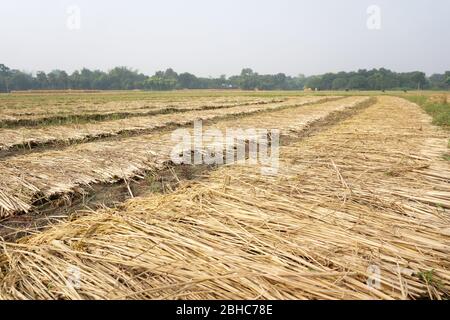 Taglio del riso sul campo. Agricoltura campo paesaggio nel Bangladesh. Foto Stock