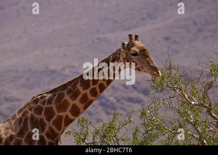 Giraffe (Giraffa camelopardalis angolensis), deserto del Namib a sud di Sesriem, Namibia, Africa Foto Stock