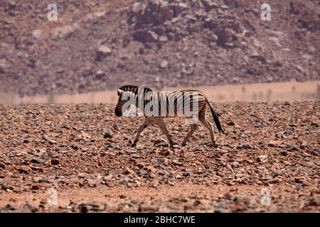 Zebra e shimmer caldo, deserto del Namib, Namibia, Africa Foto Stock