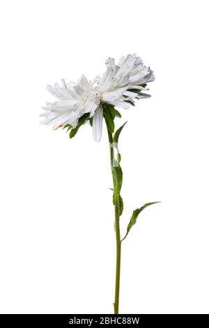 bianco caster cinese isolato su sfondo bianco Foto Stock