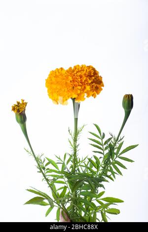giallo spugna marigold isolato su sfondo bianco Foto Stock