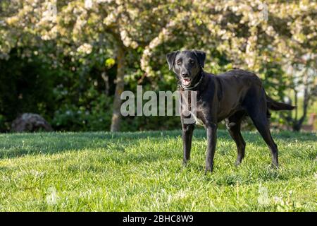 Black labrador Retriever mix allarme e pronto a giocare su un prato cortile o parco Foto Stock