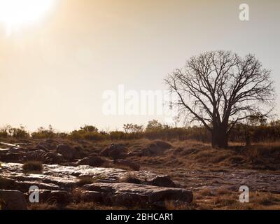 Boab (Adansonia gregorii) Sir John Gorge, Mornington, Kimberley, Australia Occidentale Foto Stock