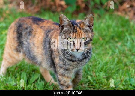 Ritratto ravvicinato di giovane gatto carino sul prato verde in una giornata di sole Foto Stock