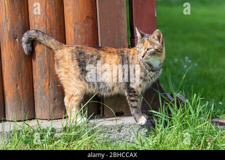 Giovane gatto carino in piedi da un portico di legno in una giornata di sole Foto Stock