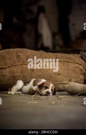 Carino cane da strada dormiente cucciolo. Piccolo cane cucciolo che dorme sulla strada del mercato in India. Home meno cane da strada cucciolo sdraiato. Foto Stock