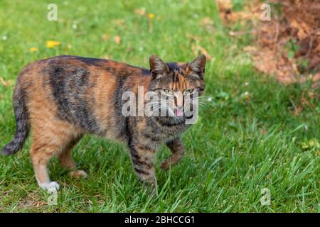 Giovane gatto carino meowing sul prato verde in una giornata di sole Foto Stock