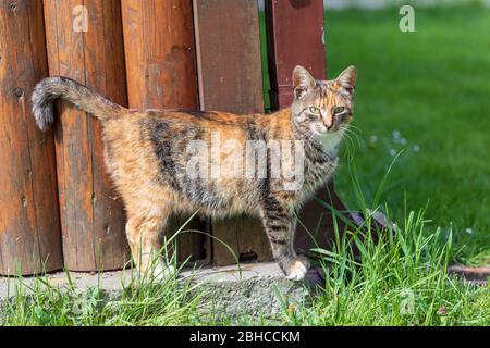 Giovane gatto carino in piedi da un portico di legno in una giornata di sole Foto Stock