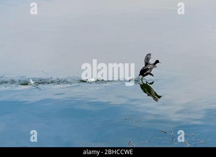 Airone grigio ardea cinerea uccello selvatico si trovava sulla riva del fiume in paludi con riflessione in acqua Foto Stock