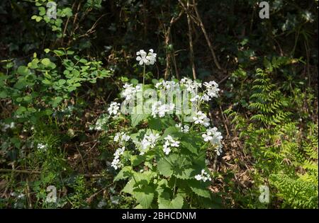 Primavera fioritura di aragosta o Jack-by-the-Hedge Wild Flower (Alliaria petiolata) crescere su un Roadside Verge in Devon Rurale, Inghilterra, Regno Unito Foto Stock