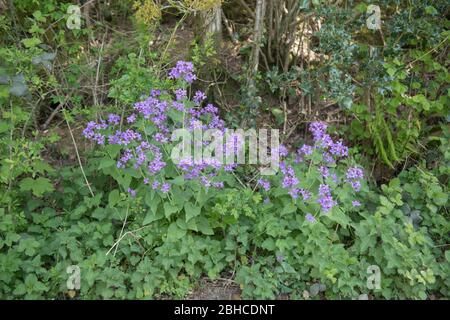 Primavera fioritura onestà o Moneywort Wild Flower (Lunaria annua) crescere su un Roadside Verge in Devon Rurale, Inghilterra, Regno Unito Foto Stock