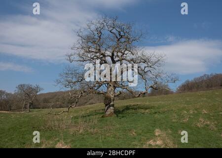 Old Common English Oak Tree (Quercus robur) su un Hillside in un campo in campagna Devon rurale, Inghilterra, Regno Unito Foto Stock