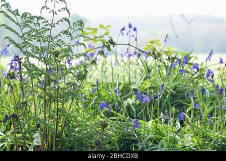 Hedgerow Bluebells e Forns in una mattina di primavera Foto Stock