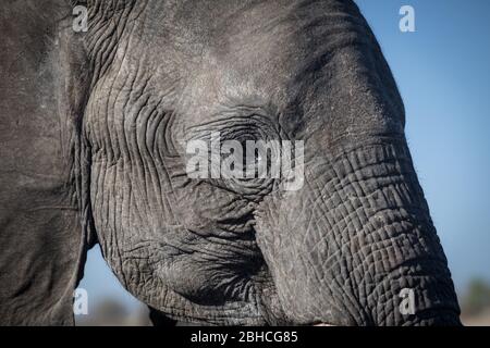 I paesaggi savani del Parco Nazionale di Hwange, la Provincia del Nord della Matabeleland, Zimbabwe, forniscono l'habitat per l'elefante africano, Loxodonta africana. Foto Stock