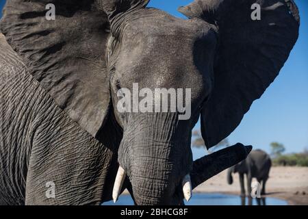 I paesaggi savani del Parco Nazionale di Hwange, la Provincia del Nord della Matabeleland, Zimbabwe, forniscono l'habitat per l'elefante africano, Loxodonta africana. Foto Stock