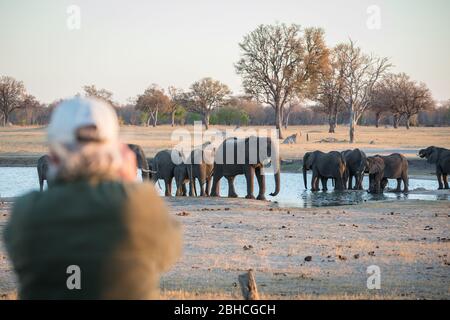 I paesaggi savani del Parco Nazionale di Hwange, la Provincia del Nord della Matabeleland, Zimbabwe, forniscono l'habitat per l'elefante africano, Loxodonta africana. Foto Stock