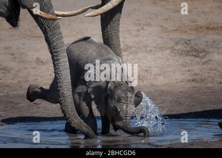 I paesaggi savani del Parco Nazionale di Hwange, la Provincia del Nord della Matabeleland, Zimbabwe, forniscono l'habitat per l'elefante africano, Loxodonta africana. Foto Stock