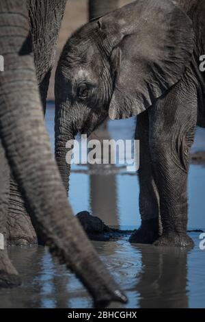 Elefante africano, Loxodonta africana, Parco Nazionale di Hwange, Provincia del Nord della Matabeleland, Zimbabwe Foto Stock
