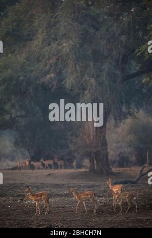 Gli alberi di Ana, Faidherbia albida, sulla pianura alluvionale dello Zambesi del Parco Nazionale delle piscine di Mana, nella provincia occidentale del Mashonaland, nello Zimbabwe, forniscono habitat per l'impala. Foto Stock