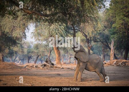 Gli alberi di Ana, l'albida di Faidherbia, sulla pianura alluvionale dello Zambesi, il Parco Nazionale delle piscine di Mana, il Mashonaland West, Zimbabwe, sono i preferiti dagli elefanti africani Foto Stock