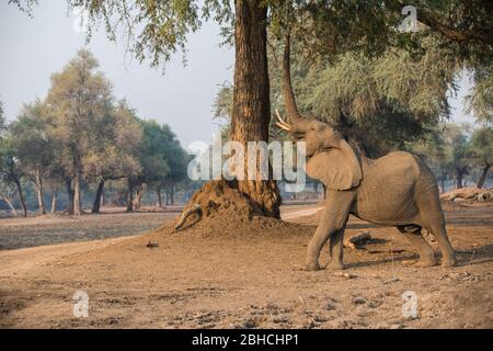 Gli alberi di Ana, l'albida di Faidherbia, sulla pianura alluvionale dello Zambesi, il Parco Nazionale delle piscine di Mana, il Mashonaland West, Zimbabwe, sono i preferiti dagli elefanti africani Foto Stock