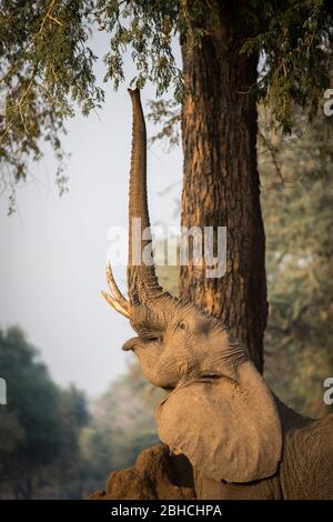 Gli alberi di Ana, l'albida di Faidherbia, sulla pianura alluvionale dello Zambesi, il Parco Nazionale delle piscine di Mana, il Mashonaland West, Zimbabwe, sono i preferiti dagli elefanti africani Foto Stock