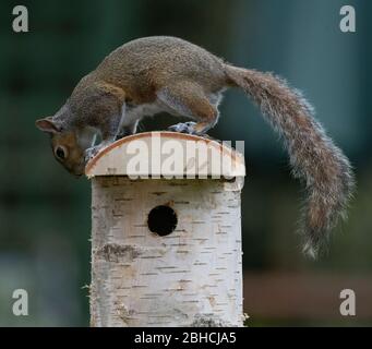 Londra, Regno Unito. 24 aprile 2020. Giorno 33 di Coronavirus in UK, e uno scoiattolo grigio esamina una scatola di nidificazione di uccello di legno di betulla in un giardino di Londra. Credit: Malcolm Park/Alamy Live News. Foto Stock