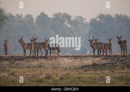 Waterbuk, Kobus ellissiprymnus, pascolare lungo il fiume Zambesi a Chikwenya, concessione safari, Mana Pools National Park, Mashonaland West Zimbabwe Foto Stock