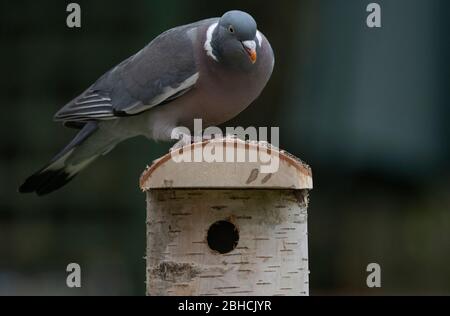 Londra, Regno Unito. 24 aprile 2020. Giorno 33 di Coronavirus in Gran Bretagna, e un picchiadone di legno esamina un uccello di legno di uccello che nidificano scatola in un giardino di Londra. Credito: Malcolm Park/Alamy Foto Stock