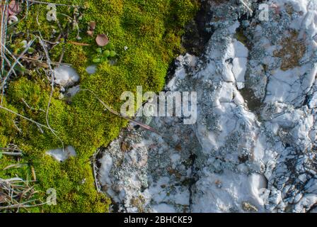 Muschio che cresce sulla roccia bianca sulla spiaggia Foto Stock