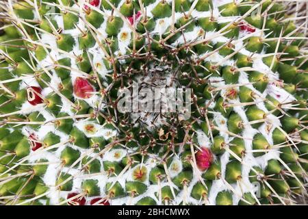 Kaktus mammillaria magnimamma Foto Stock