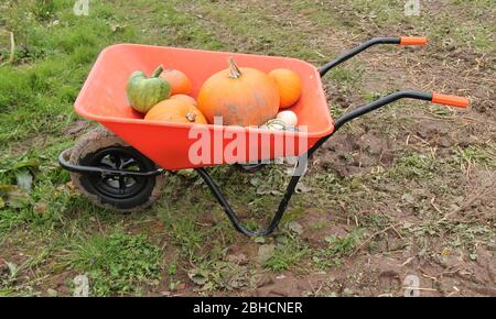 Carriola con una miscela di zucche appena raccolte. Foto Stock