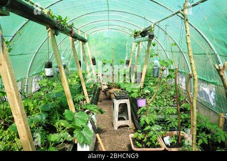 Polytunnel interno pieno di piante di ortaggi e frutta in primavera Sud Galles UK. Zucchine, pomodoro, fico, lattuga, erbe che crescono in anticipo Foto Stock