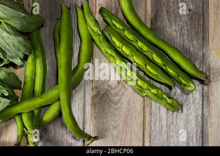 Cialde di fagioli freschi. Il fagiolo è una specie di piante da fiore della famiglia Fabaceae di piselli e fagioli. In piante giovani il cappotto di seme esterno può essere e. Foto Stock